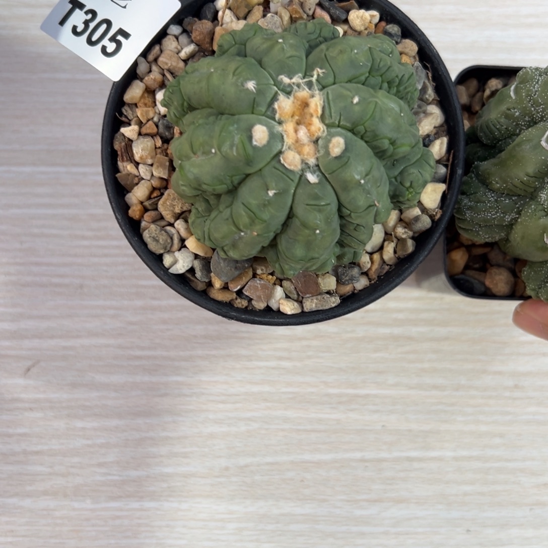 初***烟T305号兜仙人球多肉
