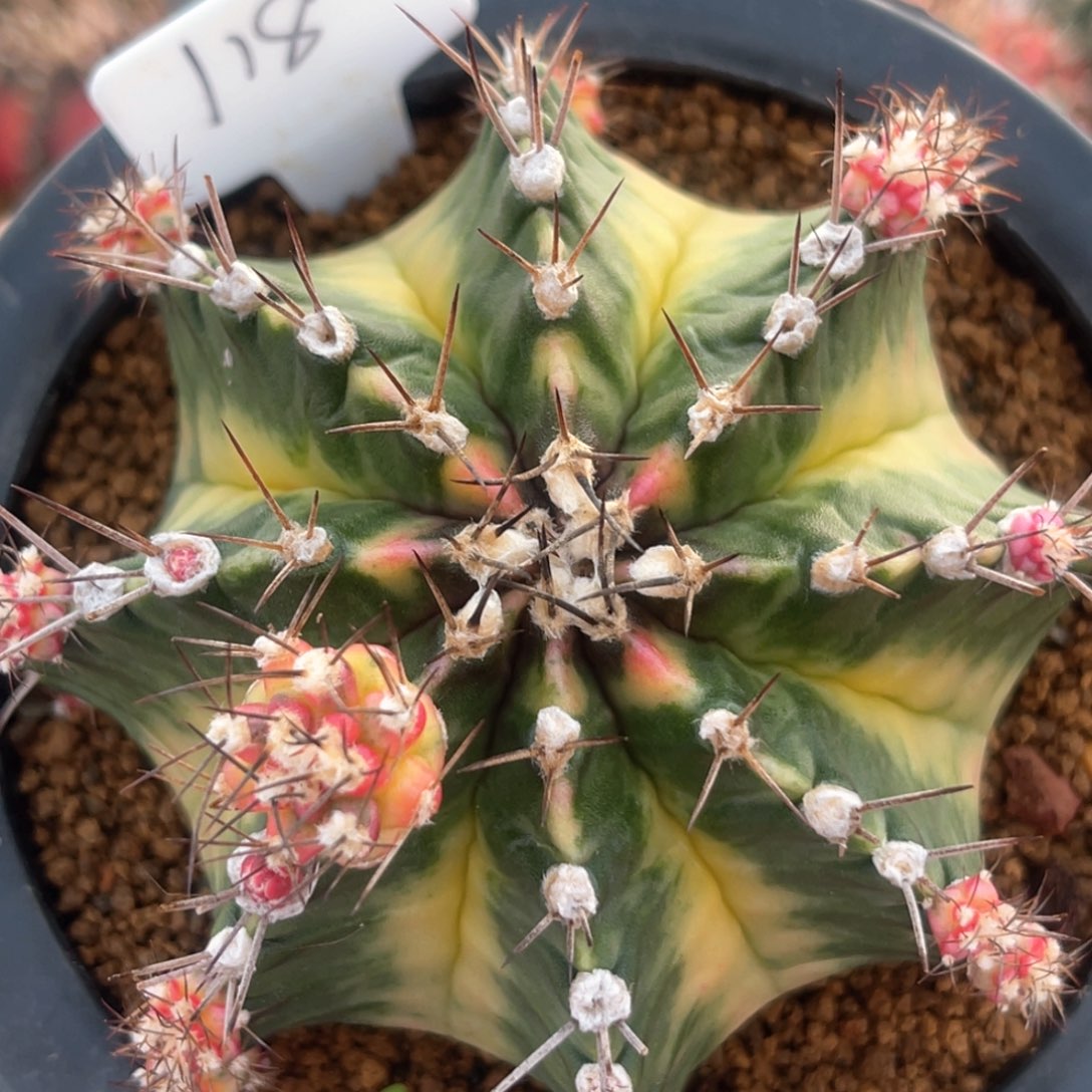 实生米哈哈哈哈哈侧芽可出