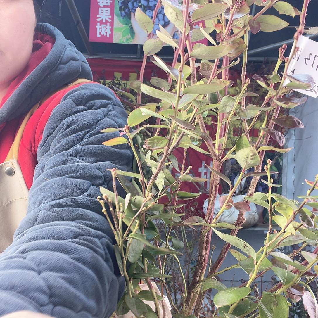 完全开放大果纯甜无酸蓝莓