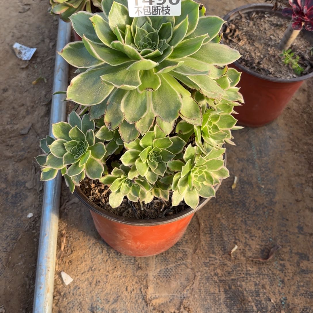 M. 1490绿玫瑰白多肉cade