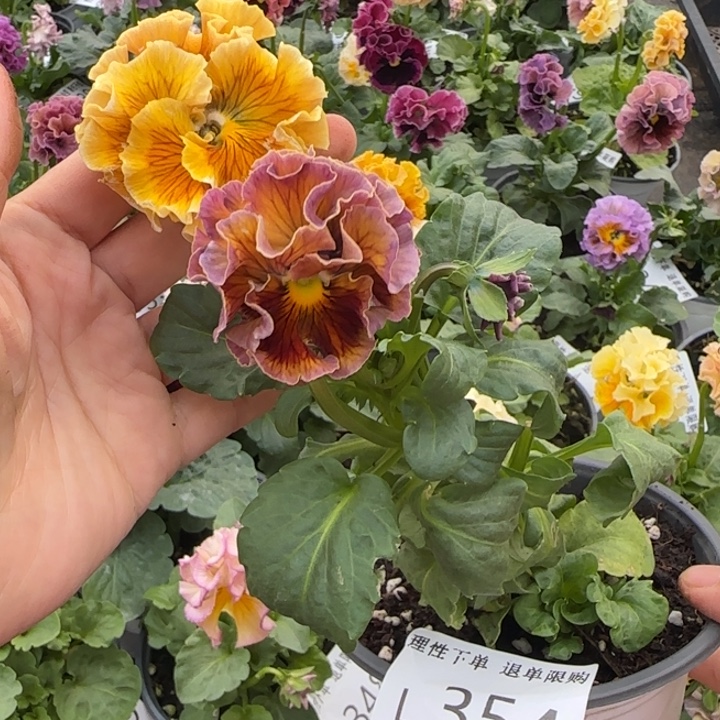 无花朵 L354小苗默认苗晃零下5勿拍