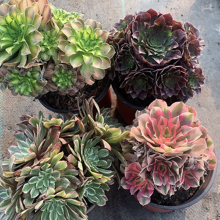 623四颗多肉植物