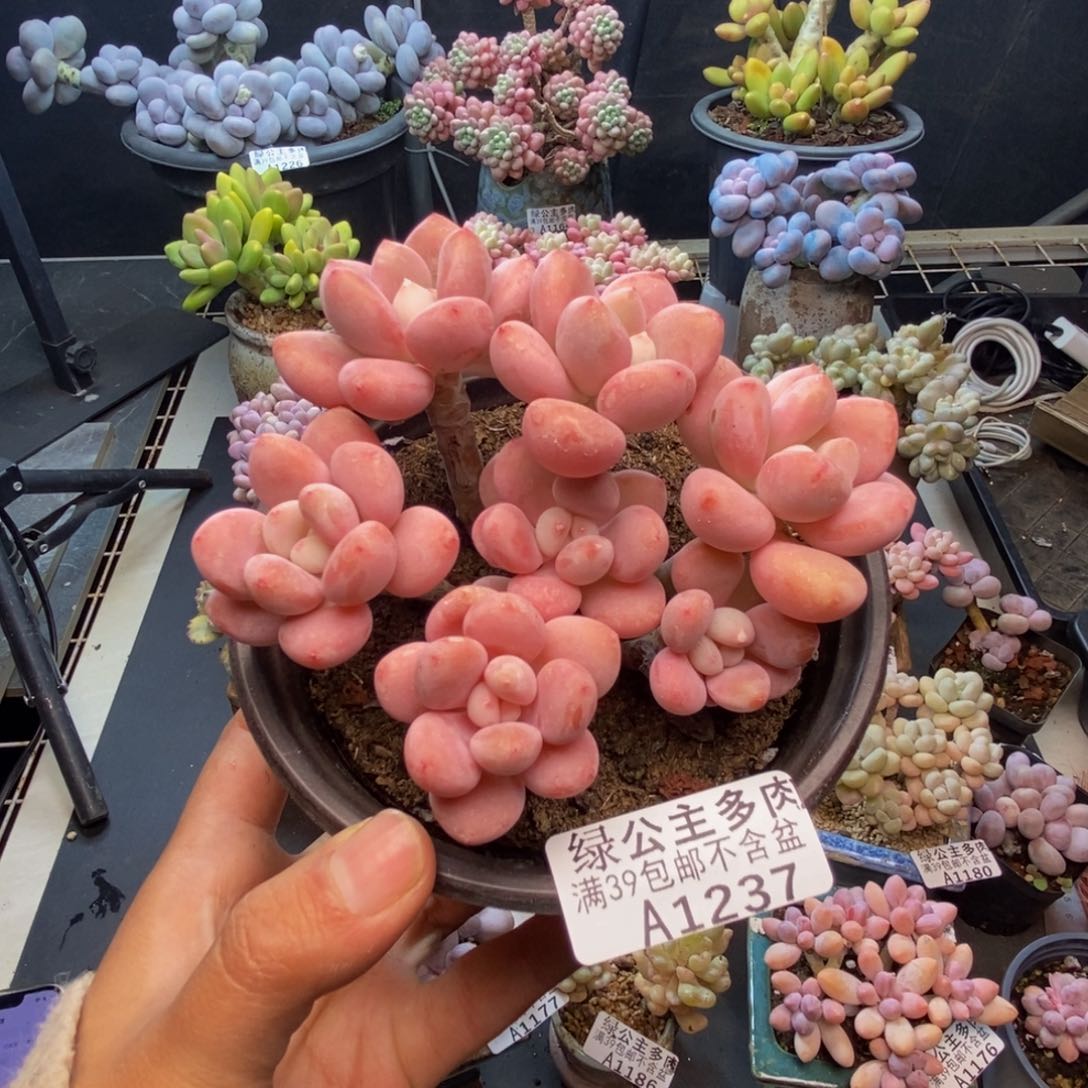 237樱花洛神多肉9c m