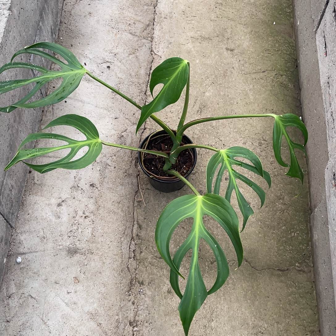 完全开放巴西龟进口顶