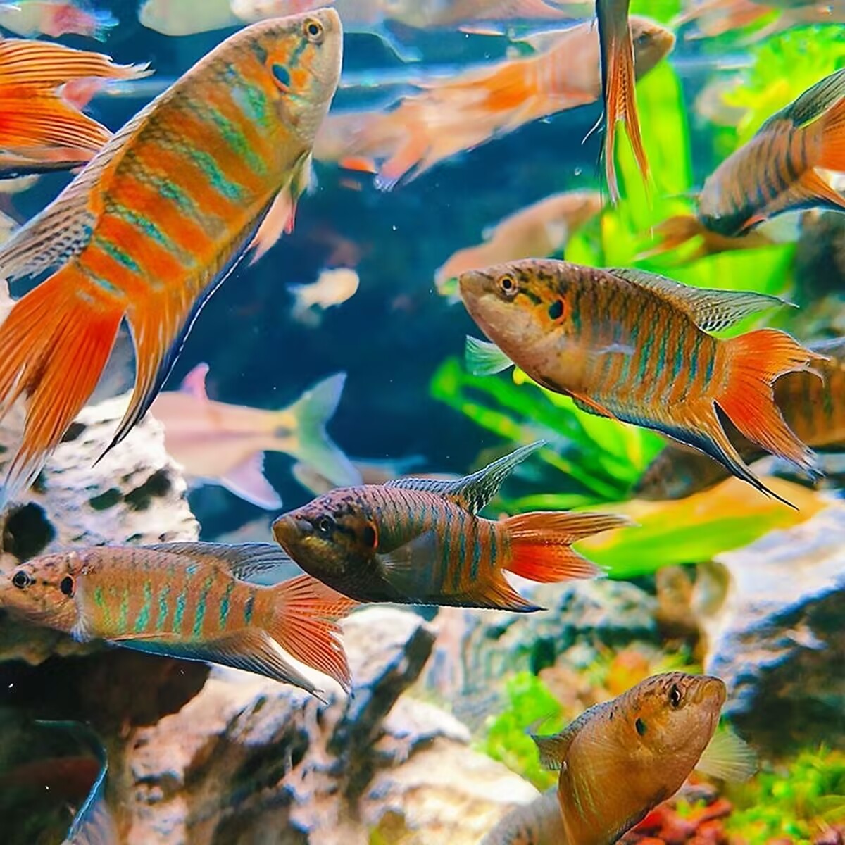 野生中国斗鱼普叉好养活冷水鱼淡水鱼不用打氧观赏鱼