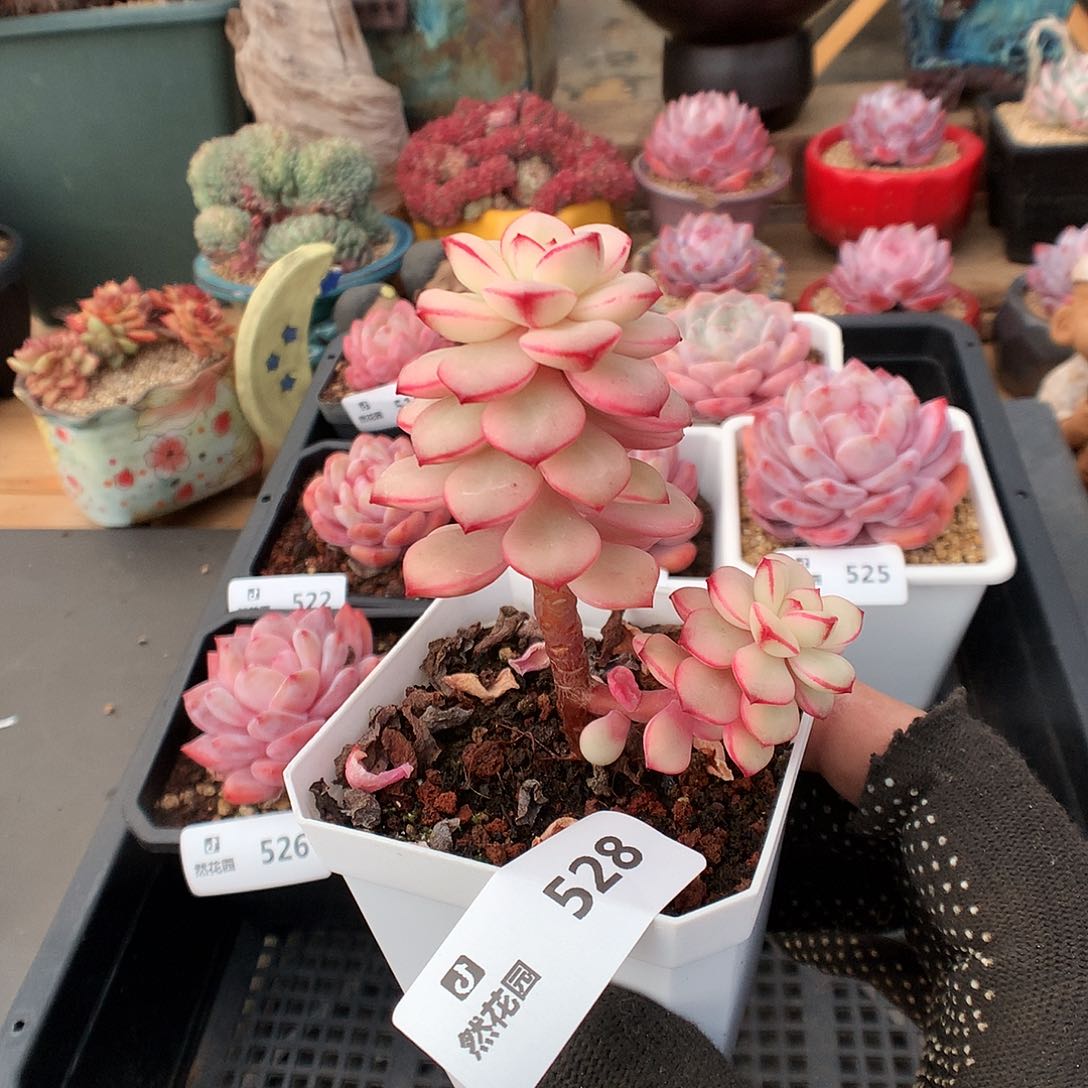 528探戈锦多肉植物