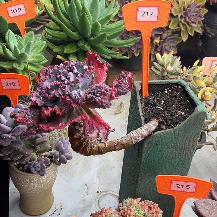 㣲***天嘉年华多肉植物提取217