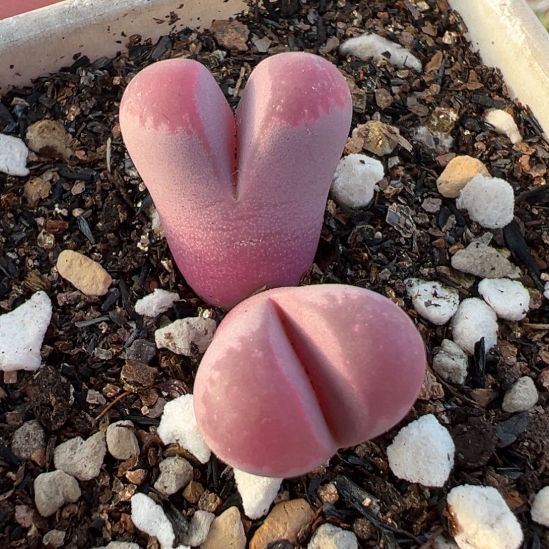 822多肉植物种类多样