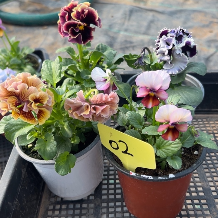 无花朵角瑾02无售后