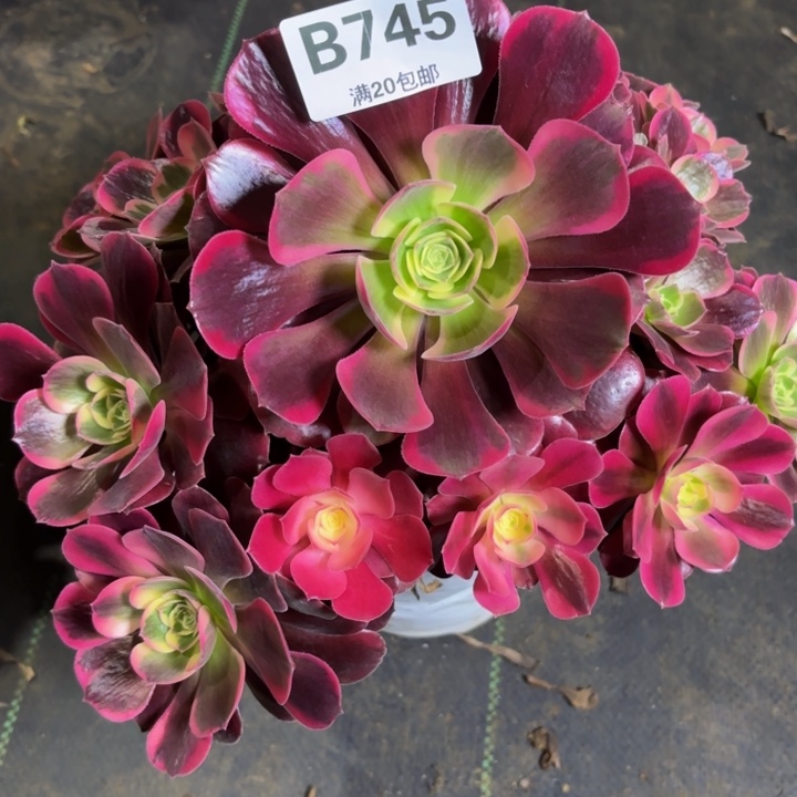 瑞妈多肉植物，745.美杜莎