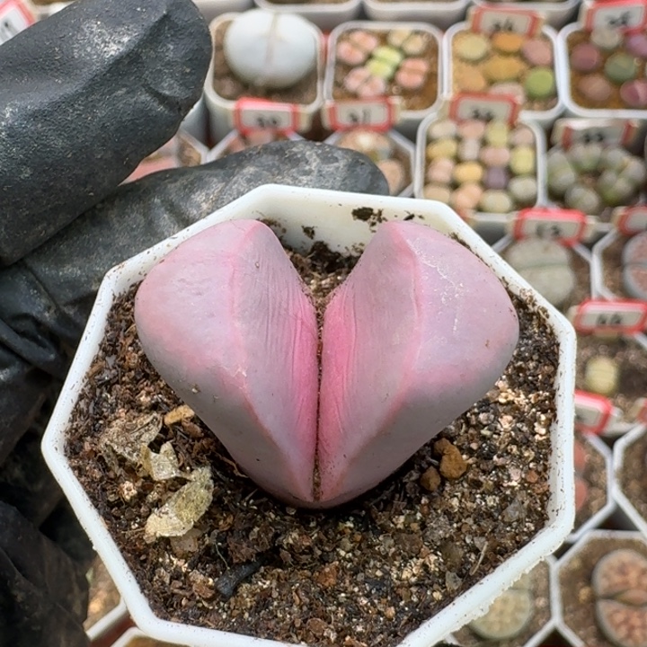 生石花323:：：：。   298号