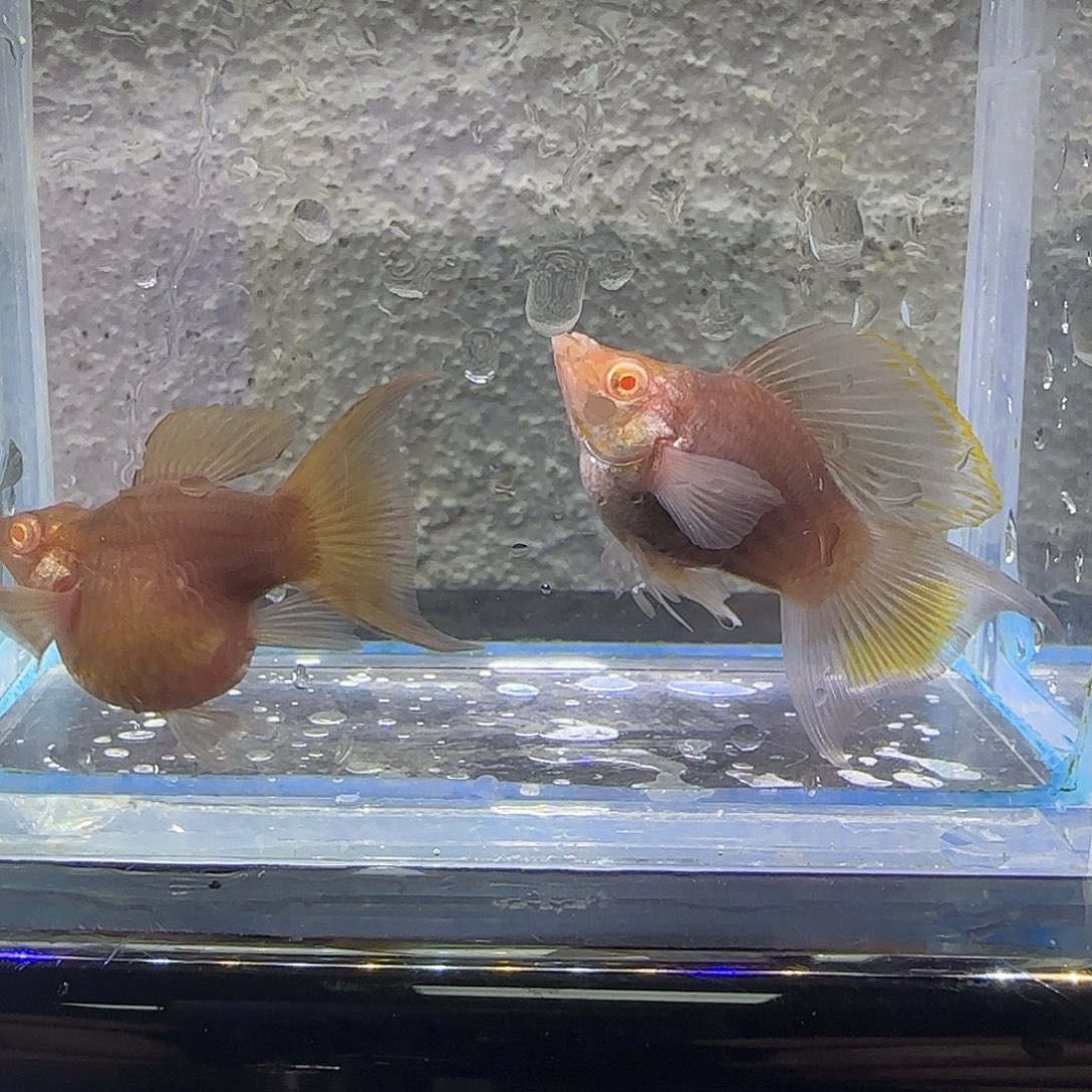 黑玛丽鱼巧克力玛丽。47号