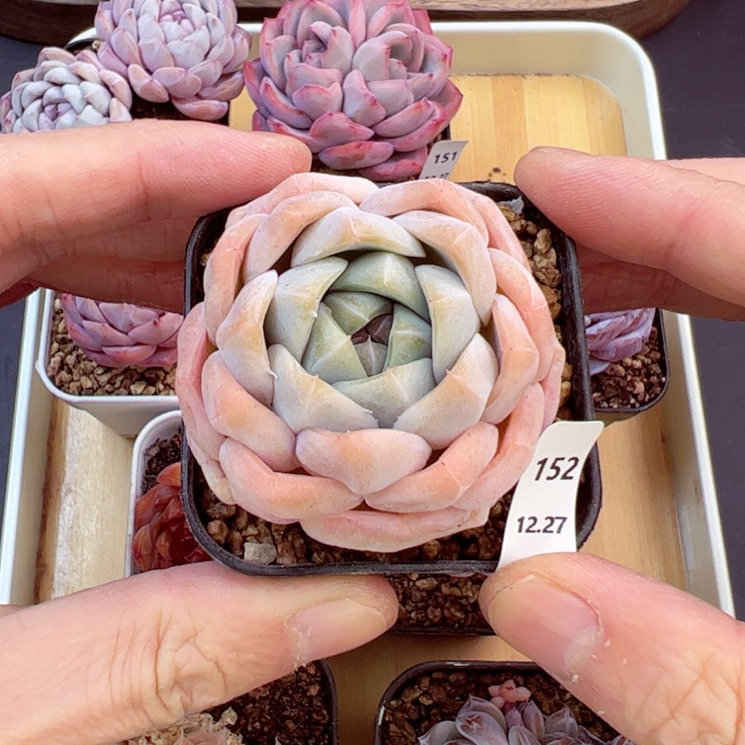 好好看152、哈哈哈哈