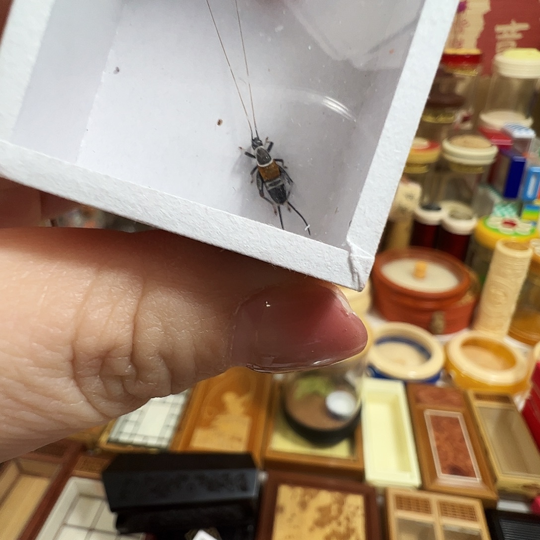 山仙子一个一只33