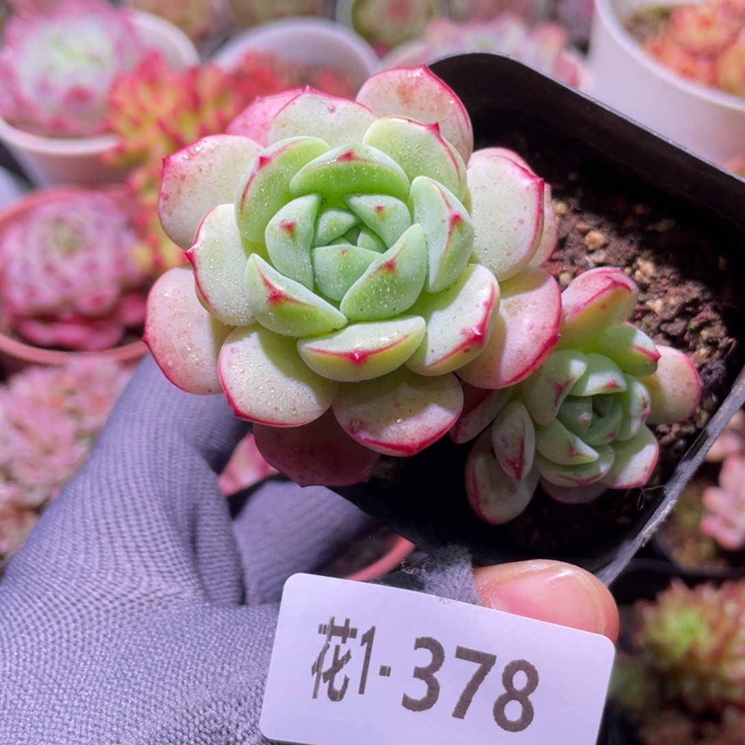 花利美1-378香草 