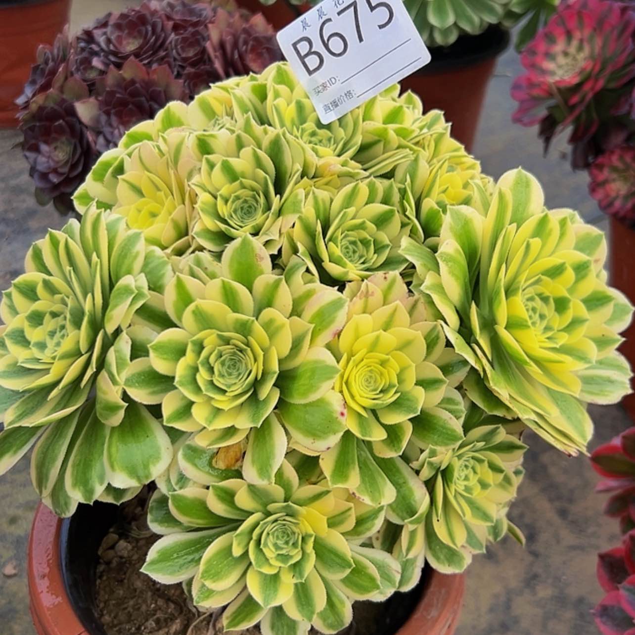 【闪购商品】迈巴赫675。    