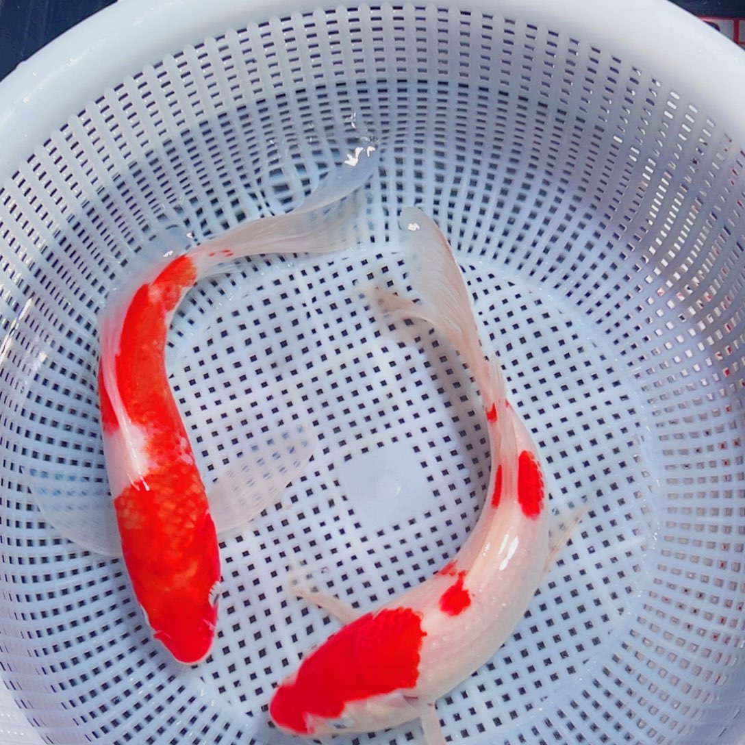 锦鲤锦鲤观赏鱼1111