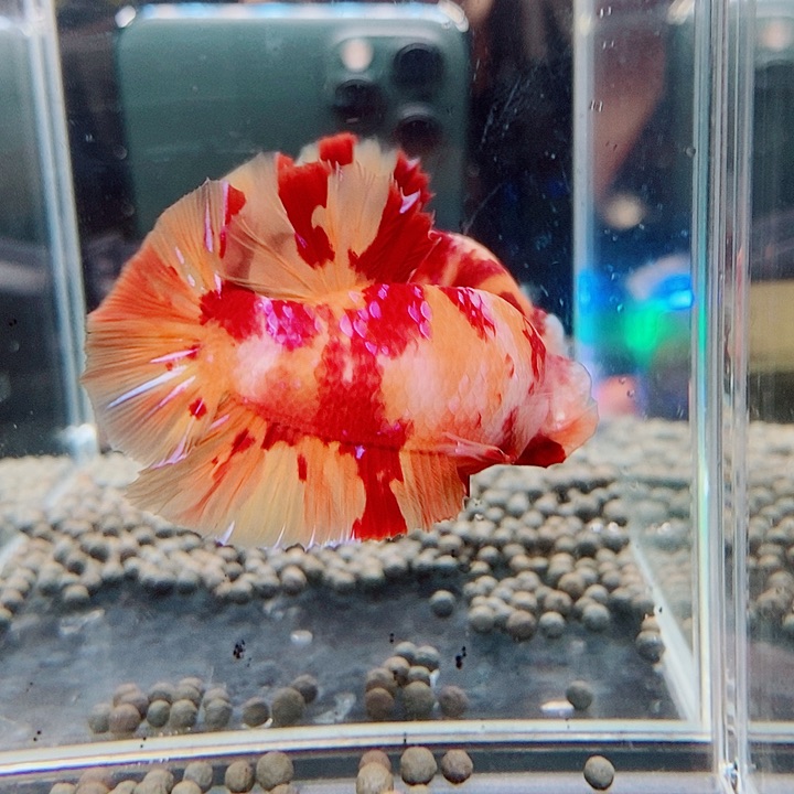 斗鱼黑16号巨斗将军