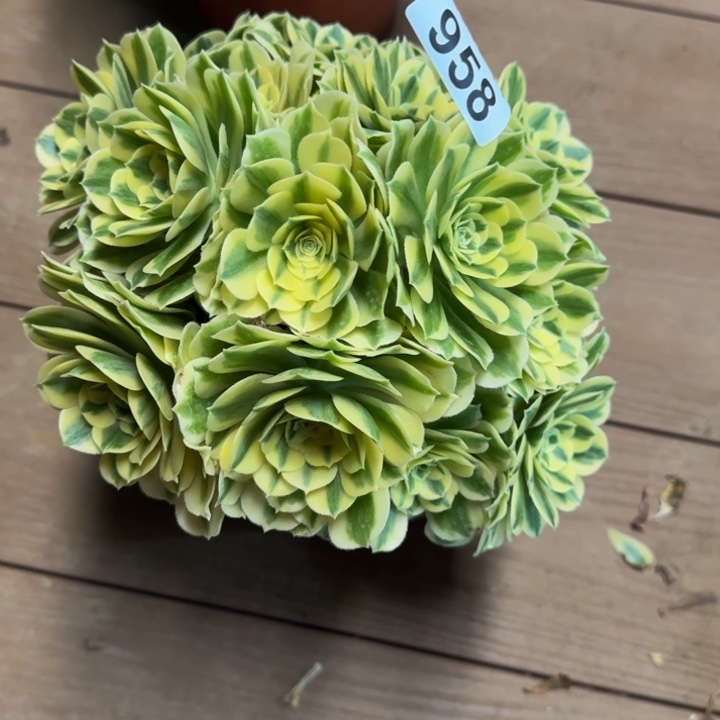 芳**人迈巴赫丛林958肉肉