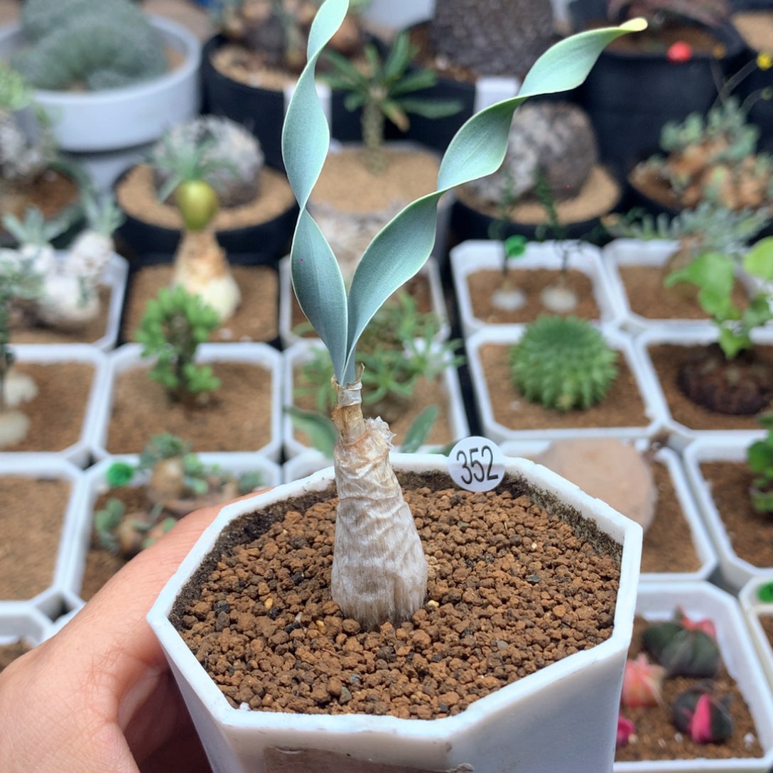 巨凤之卵带盆多肉多肉