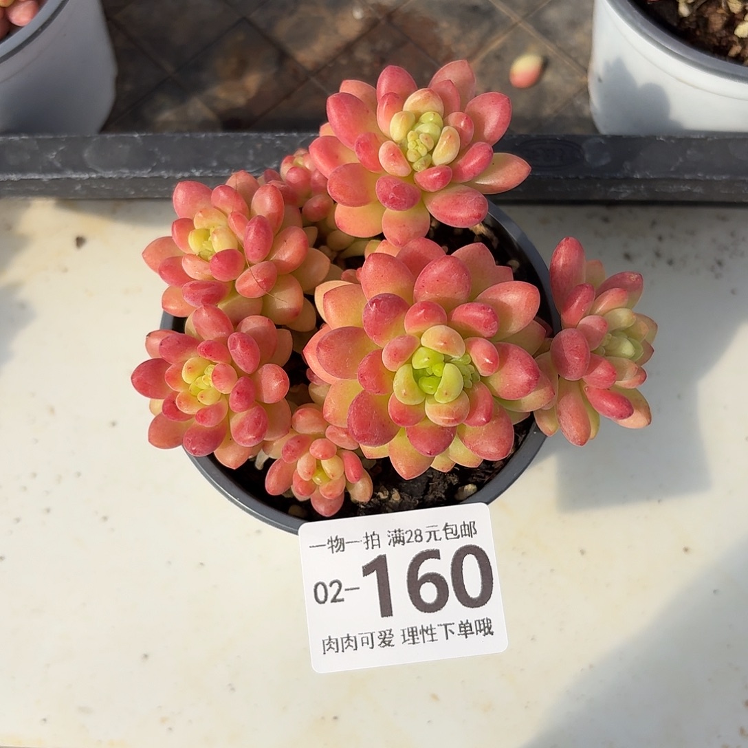 香格里拉无盆土发货无