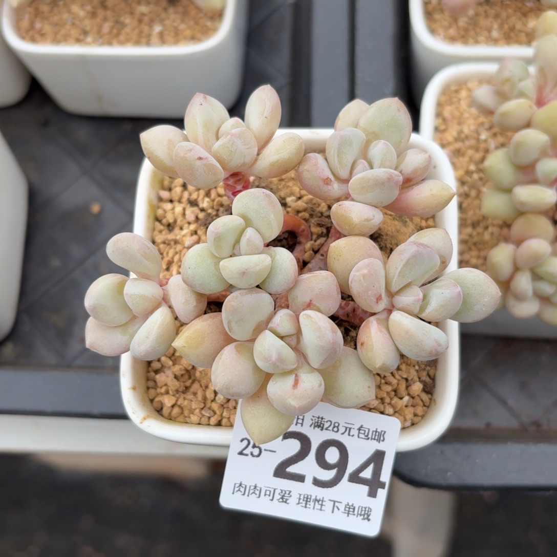 泡泡糖无盆土发货无盆