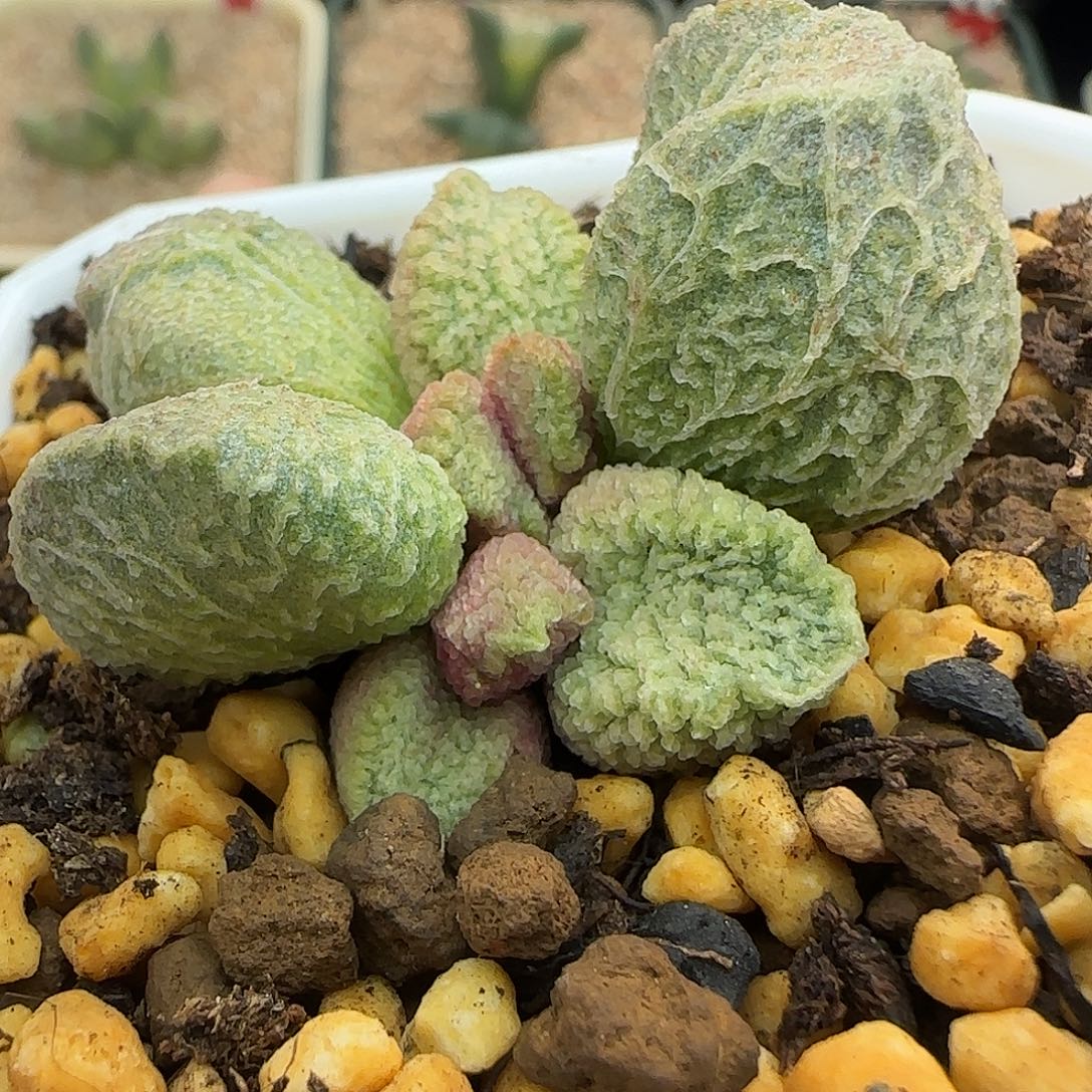 无花朵新品实生水泡