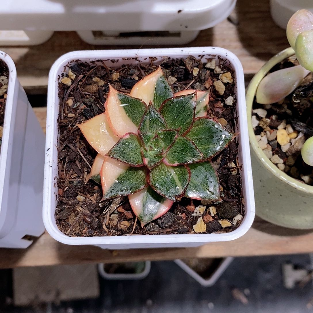 大和锦多肉植物多肉