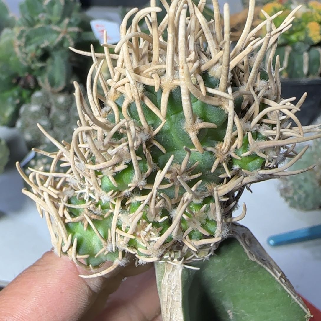 【闪购商品】极**牛飞鸟064