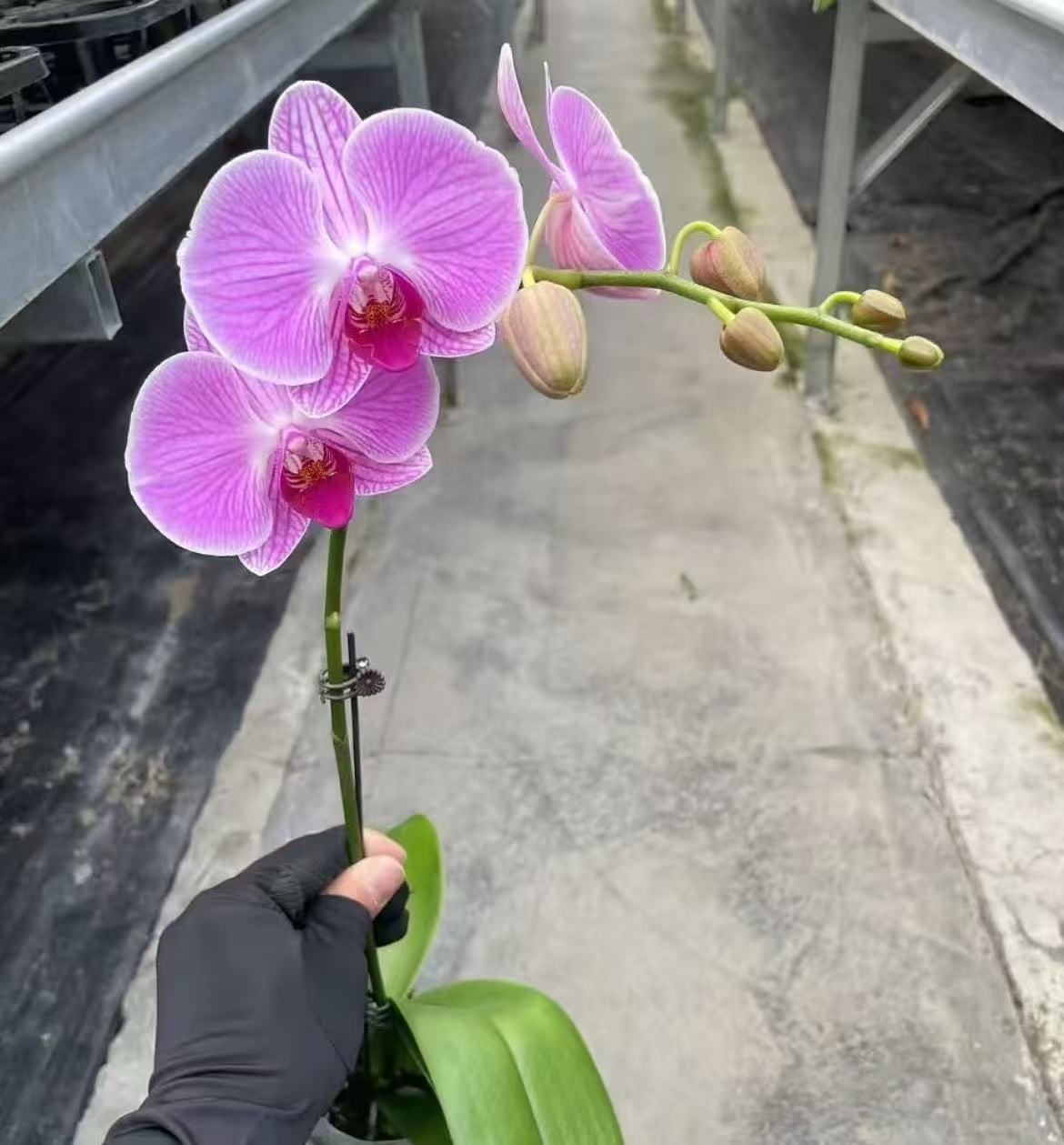 蝴蝶兰《缤纷安妮》单花剑 带花 种植基地直发非常好养