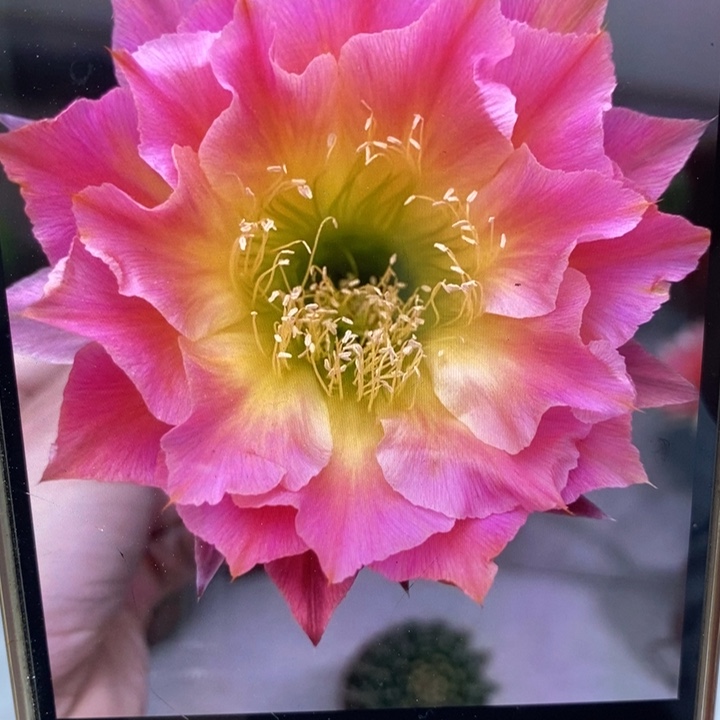 彩草114号一盆2棵瑕疵