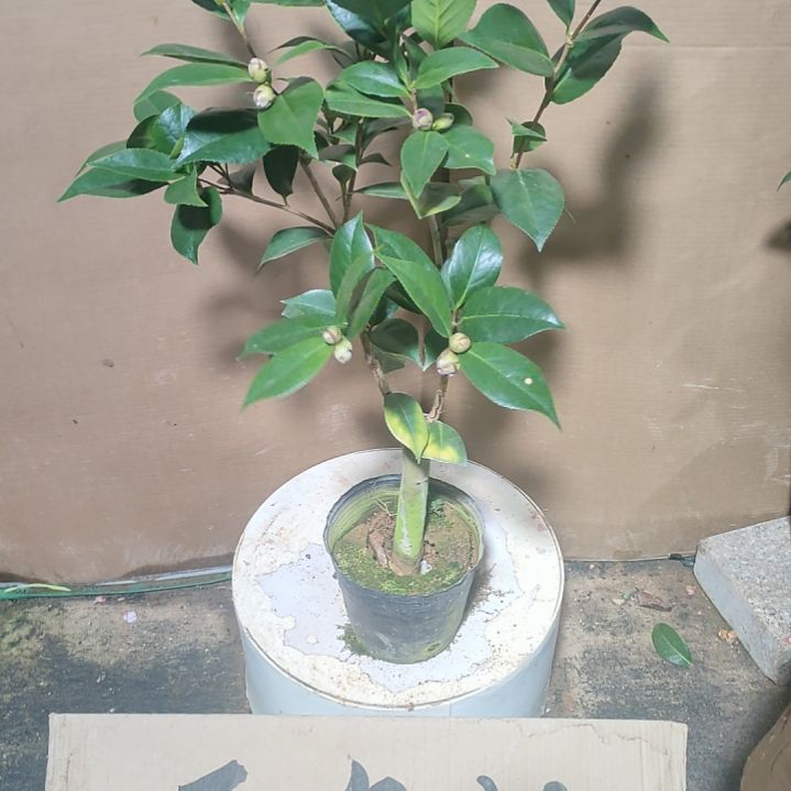 341超墨，火焰，原盆原土发货，不包邮。
