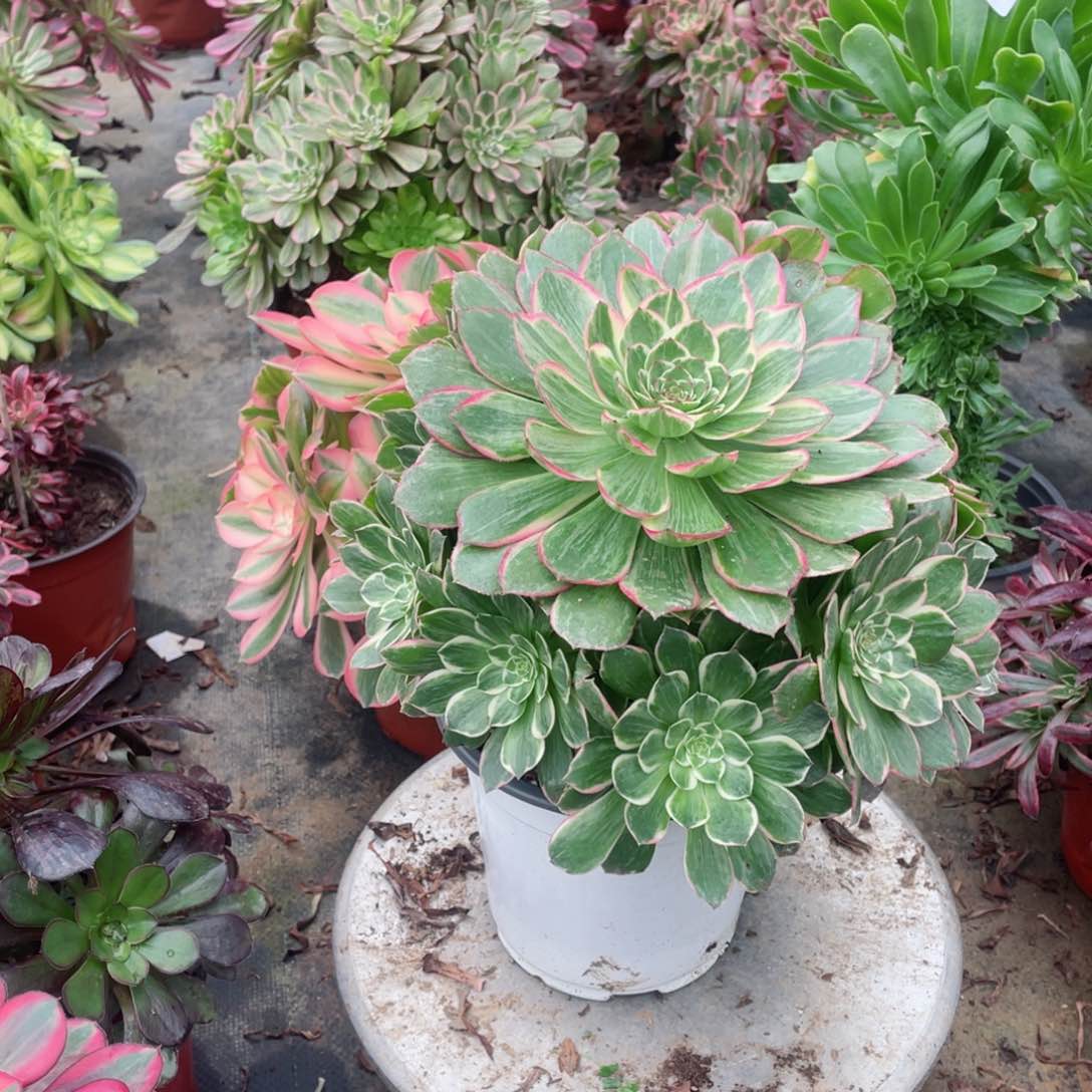 多肉植物莲花座596