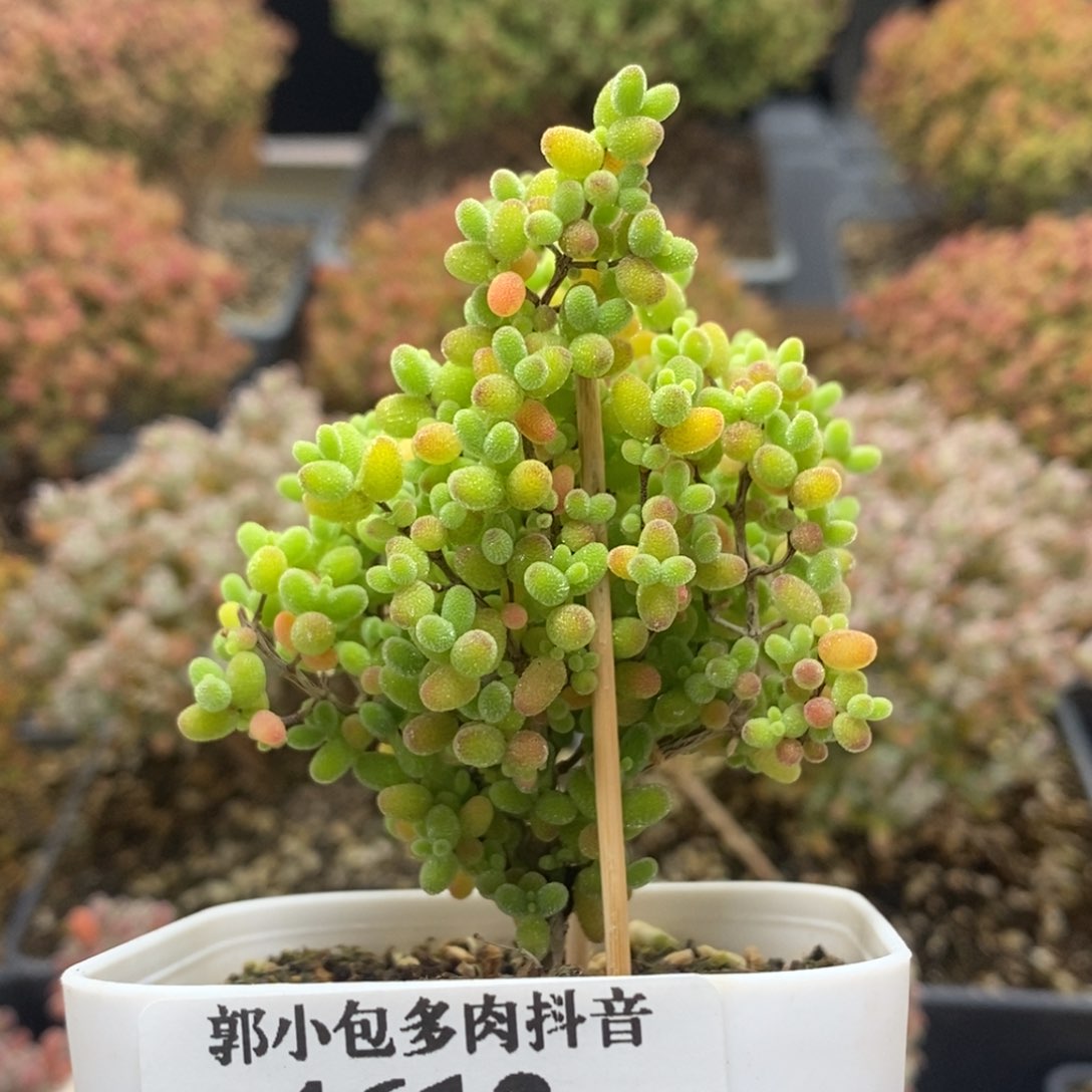 蜜橘糖球4612年后发货