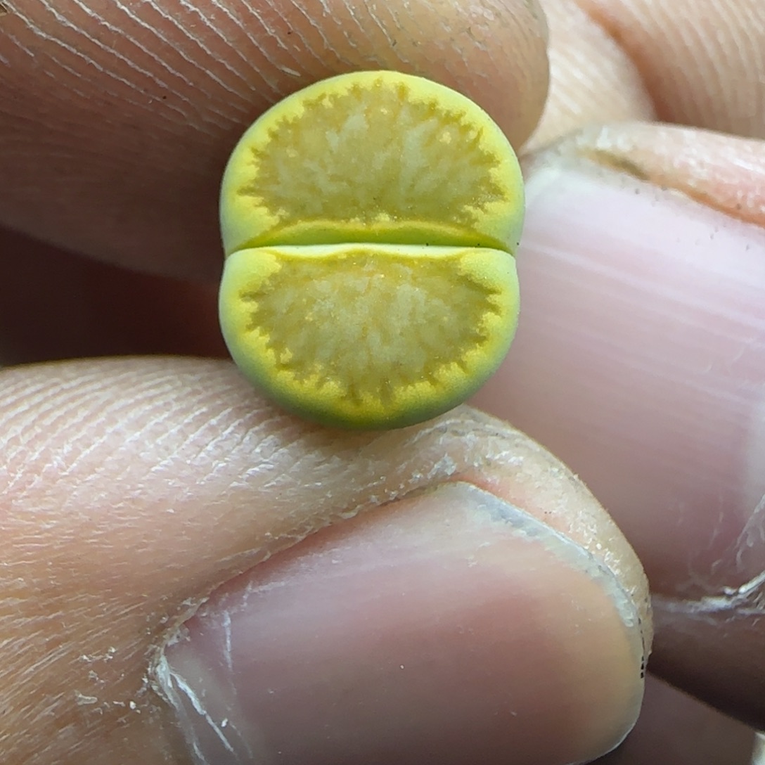 093 生石花大棚直播