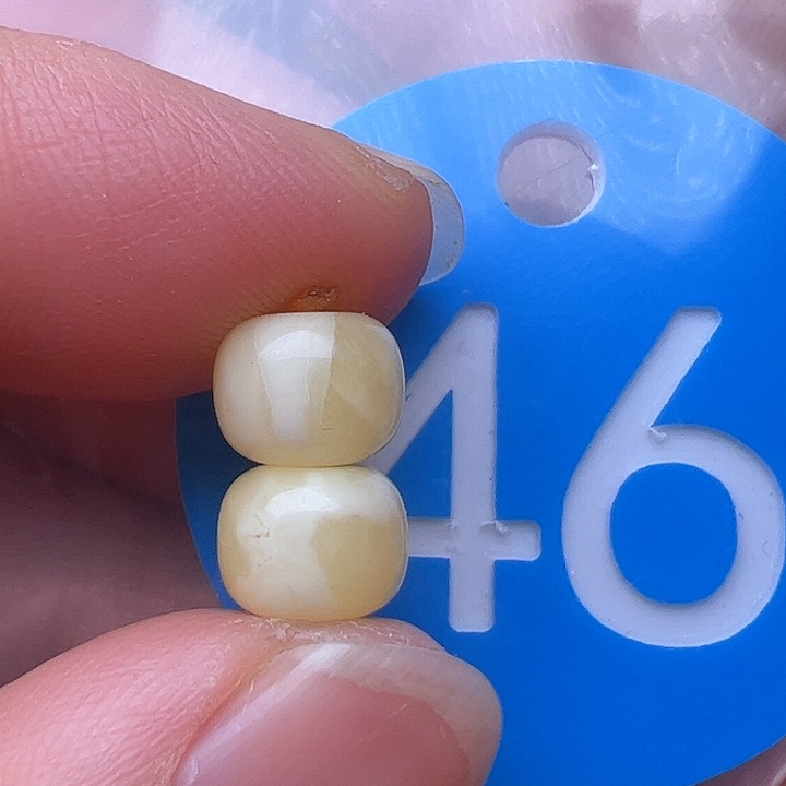 蜜蜡裸石未镶嵌7.5m m