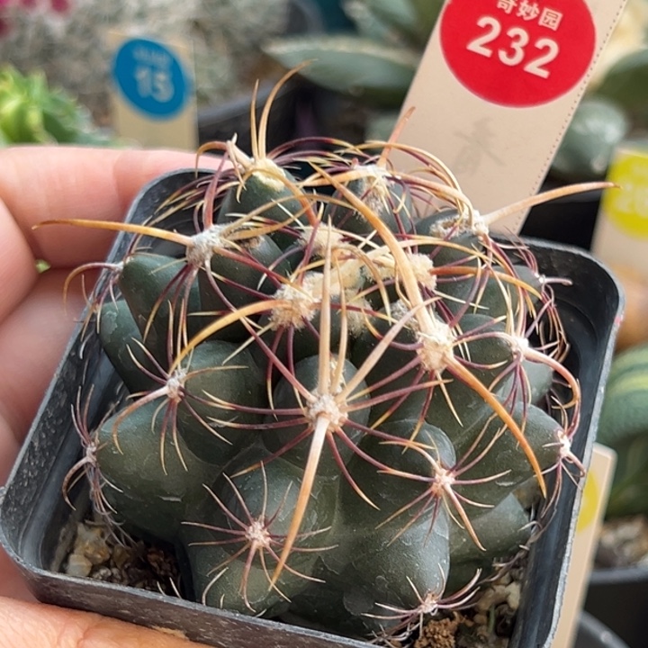 实生豪刺五彩大统领6.2cm