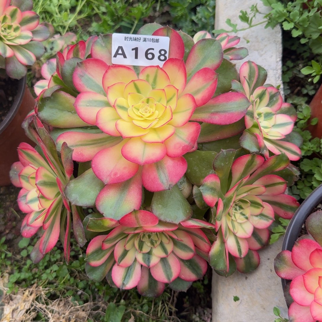 168。荔枝。多肉植物