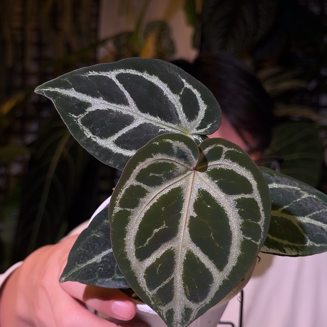 完全开放N149粉脉铜锣烧杂撕裂纹