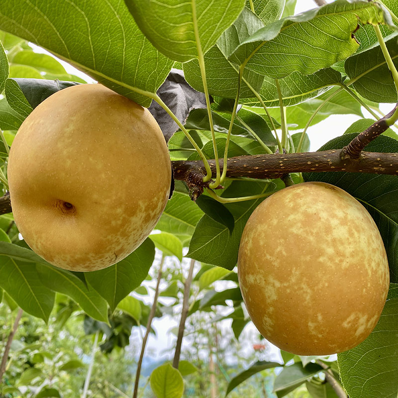 牟支书2025花脸香水梨