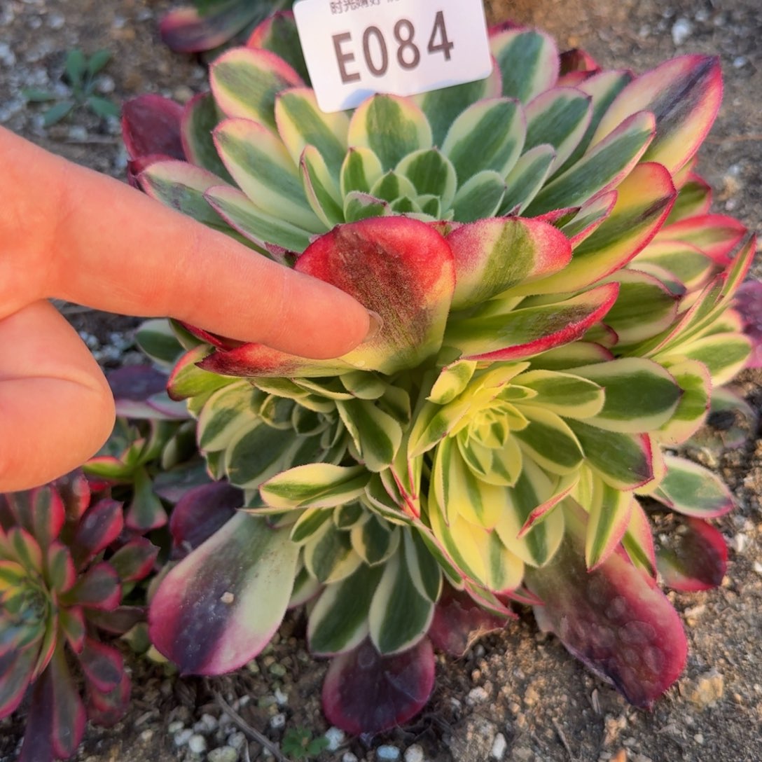 084玉姿。多肉植物