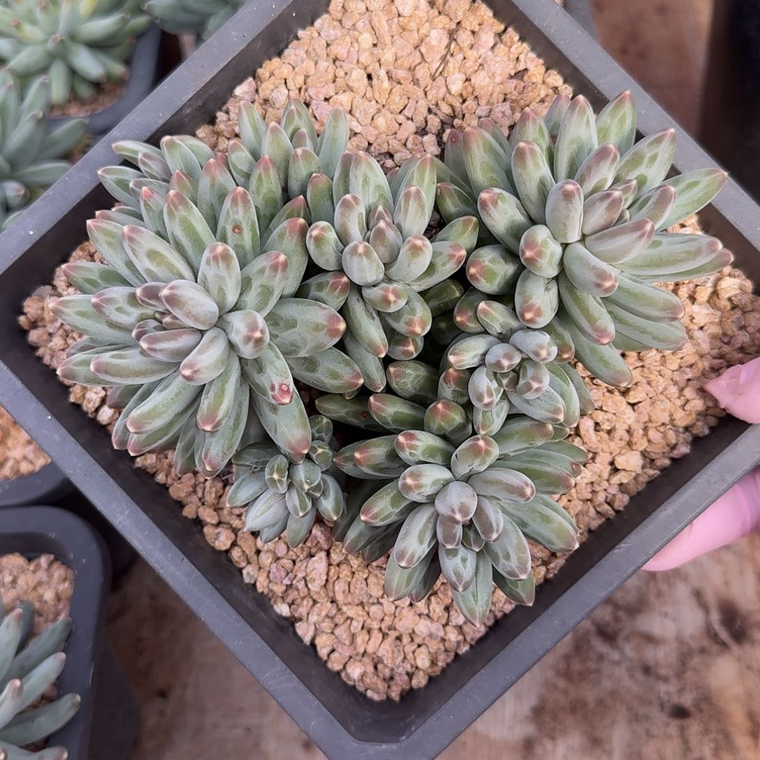 伊卡鲁斯整无砍群生多肉