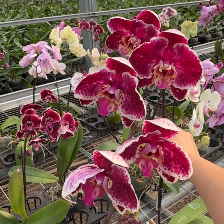 Z***~完全开放0387蝴蝶兰一物一拍