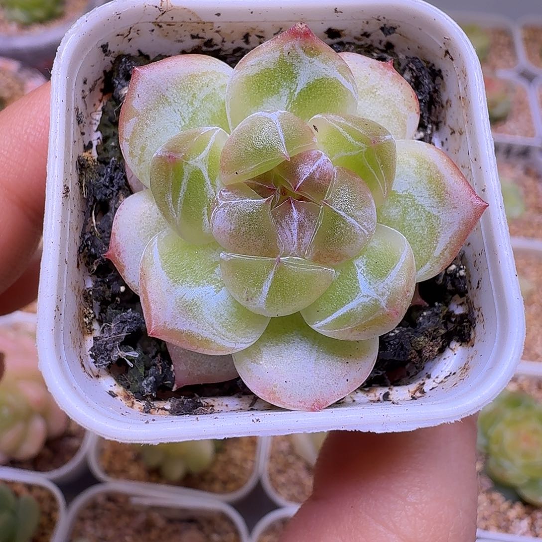 珍妮优选一物一拍