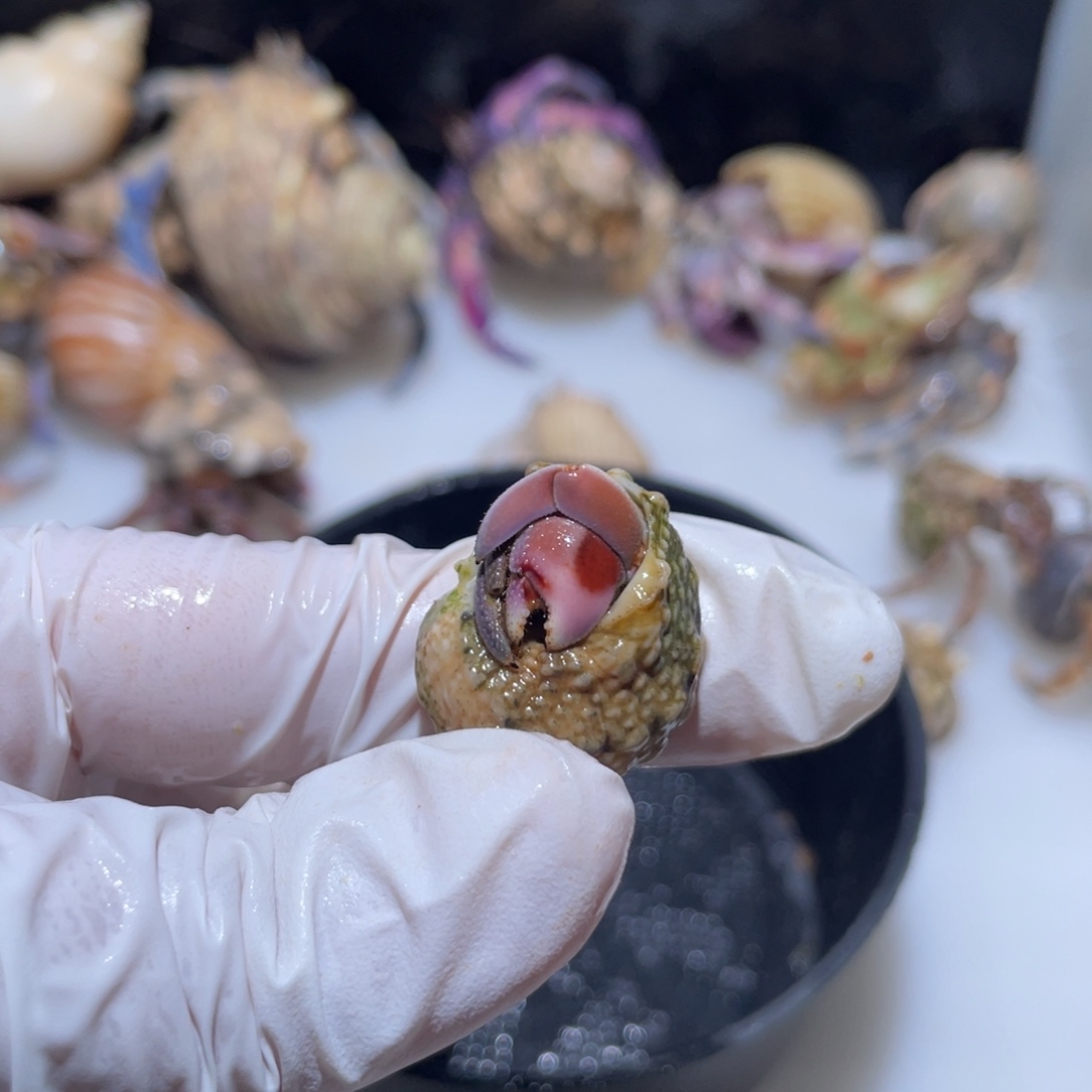 C5紫陆磨指甲1.2口粉色