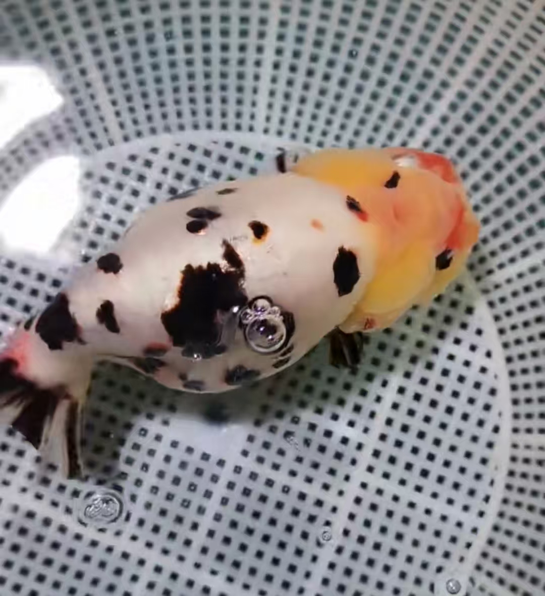 金鱼小苗子随机发货