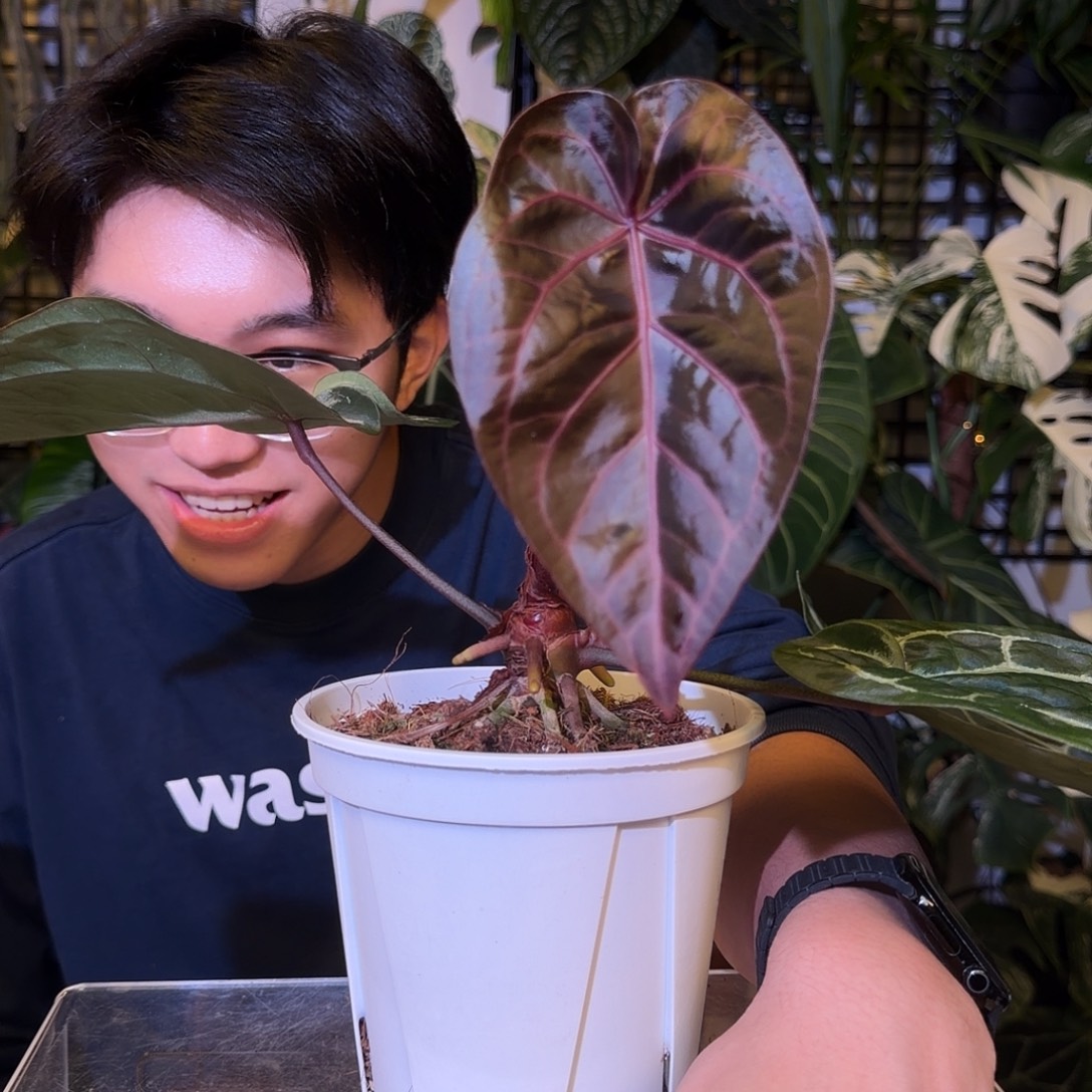 完全开放H112 亡灵法师杂黑曜石