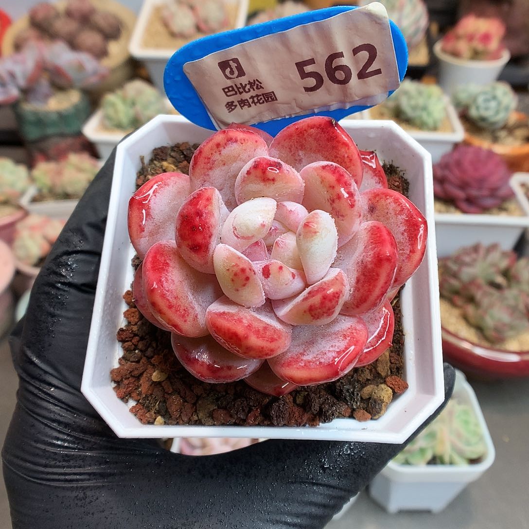 562 血斑橙多肉多肉