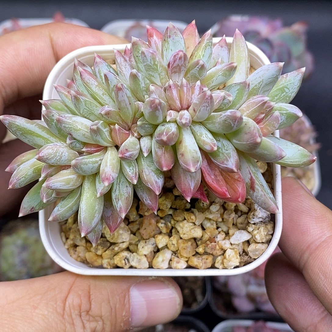 糖爪缀化多肉植物