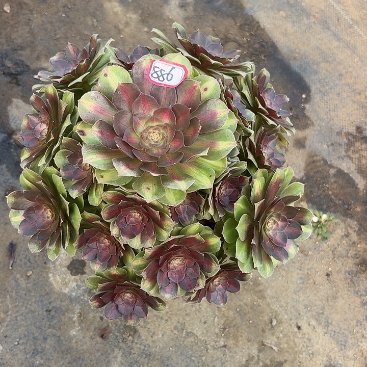 优选抹茶886多肉植物